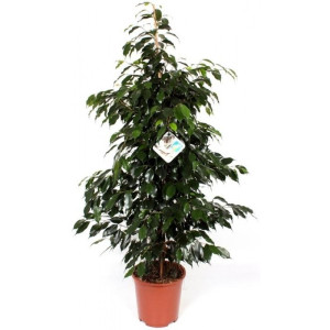 Фикус бенджамина Даниэль 150 см.